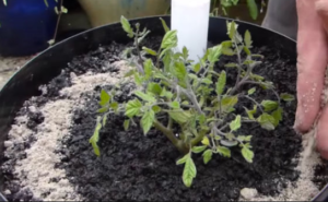 Adding fertilizer to a potted plant