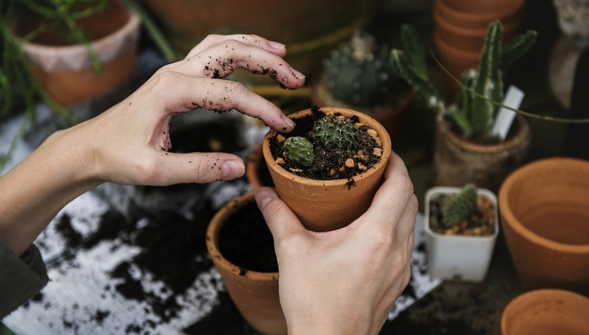 Garden cactus, potted plants