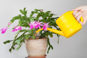 watering a potted plant
